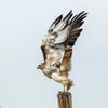 birdsofprey avatar