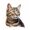 @other_cat@lemmy.world avatar