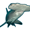 shark avatar