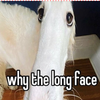 longnosebork avatar
