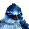 winged_fluffy avatar