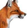 FoxNews avatar