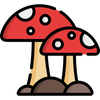 mushrooms@lemmy.world avatar