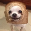 BreadDog avatar