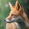 foxes@lemmy.world avatar