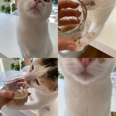 Four close up screen shots of my cat harassing me for some oat milk latte. 