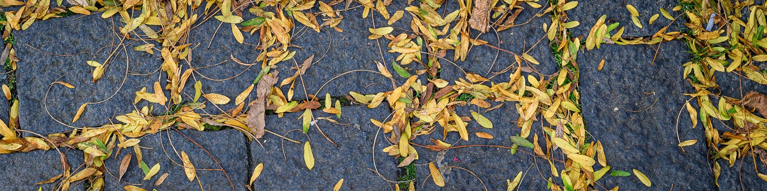 Autumn leaves on the street