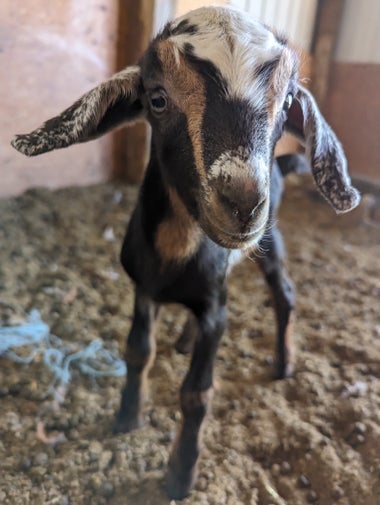 a baby goat with big floppy ears.