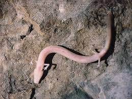 A picture of an olm.