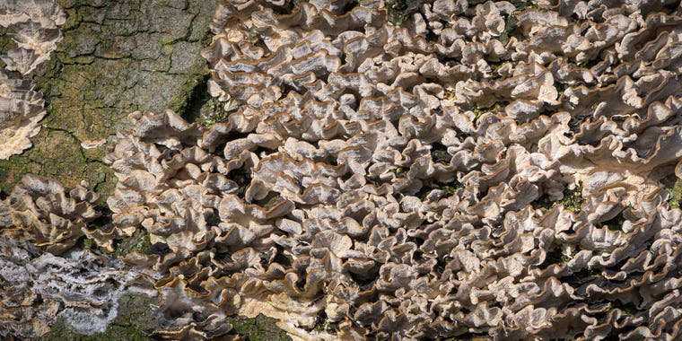 Mushrooms on the bark of a dead tree