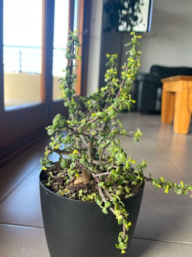 Jade plant with new growth sprouting out