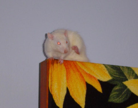 White rat sits on top of door