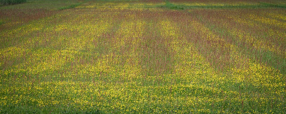 Buttercup flowes in a meadow