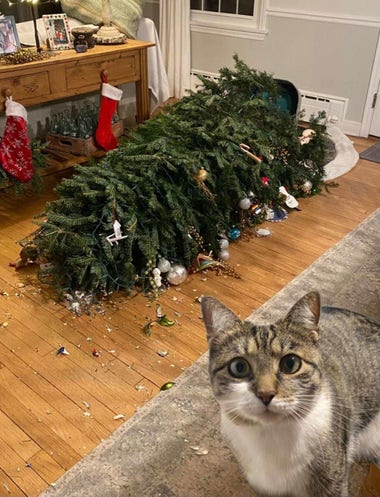 Fallen Christmas tree, smashed ornaments, and a cat looking straight into camera.