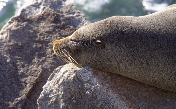 A seal sunning itself on a rock