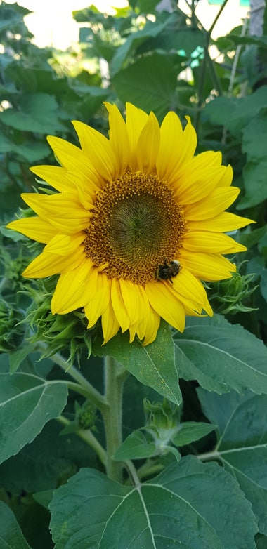 A sunflower with a bumblebee at the centre
