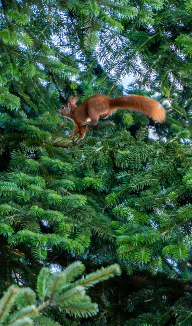 Squirrel jump