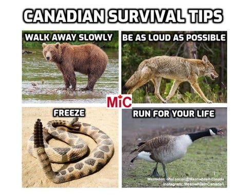 4 images with captions:
Bear- walk away slowly
Coyote - be as loud as possible
Rattle Snake - Freeze
Canada Goose - Run for your life