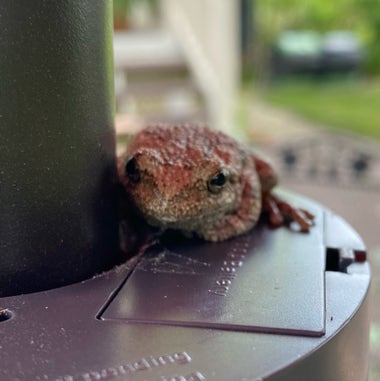 Image of a small tree frog on a plastic base.