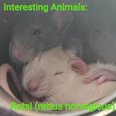 A photo of two little rats cuddling inside of a glass jar.