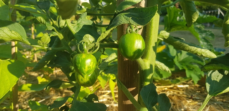 Three green tomatoes with darker stripes