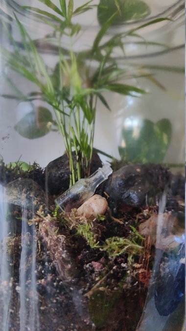 An extremely small bottle(1.5 inches) terrarium leaning on a stone inside of another terrarium.