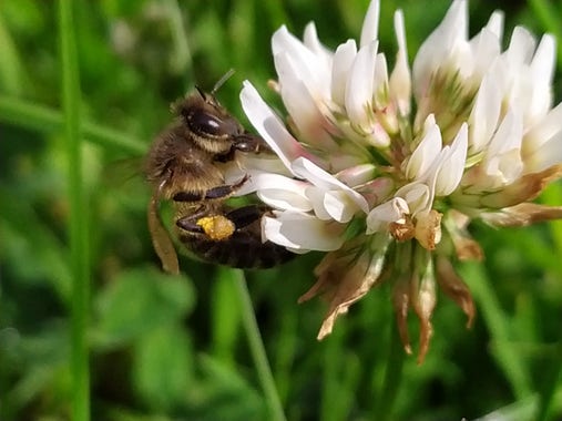 Bee on clover bloom.