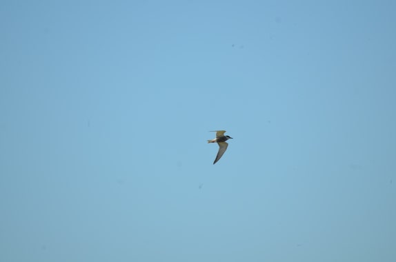 Fumarel cariblanco volando con las alas desplegadas bajo un cielo sin nubes. Se vé su cabeza negra, pico fuerte, alas blancas y vientre gris.