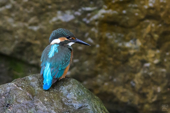 Kingfisher hanging on a rock in a creek