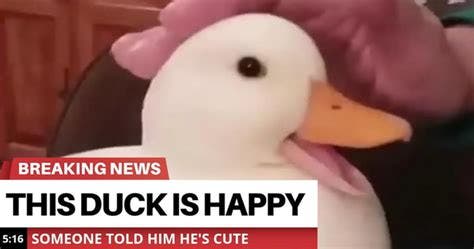 An image of a duck, with captions reading "Breaking news: This duck is happy. Someone told him he's cute."