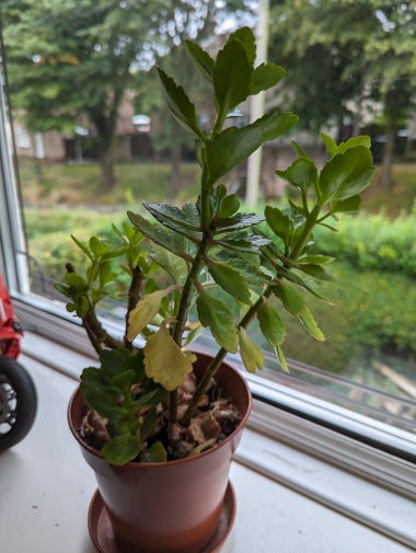 An unhealthy looking plant on a window ledge