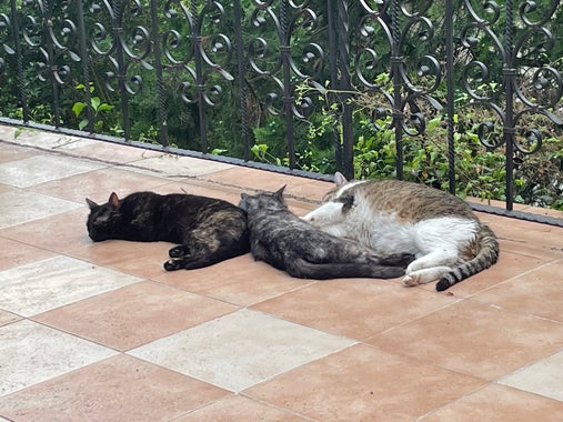 Three cats sleeping on tiles.