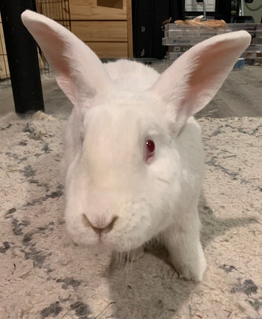 A close up of an adorable white rabbit with pink eyes positioned with its snoot near the camera lens in a hopeful manner.