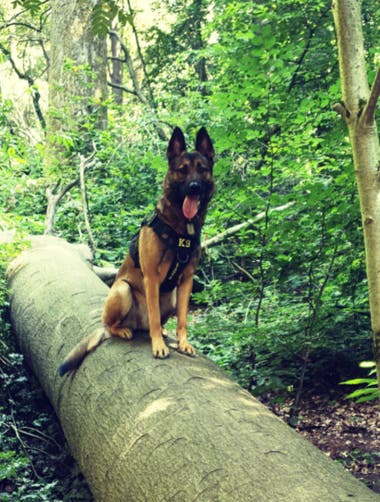 a gsd x malinois crossbreed dog sitting on a log in the woods.