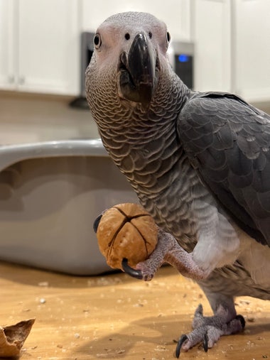 An African Grey parrot holding a walnut in one foot while staring straight at the camera.
