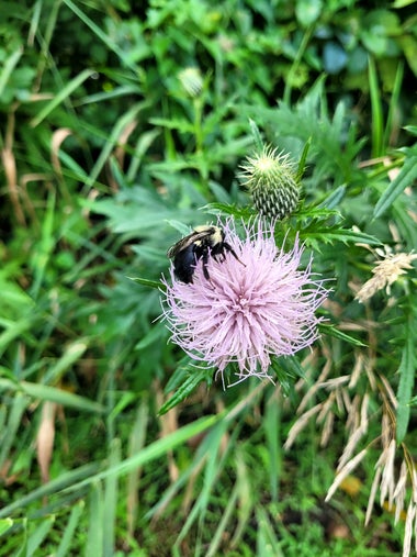 a whisky purple flower with a large bumblebee sitting atop.