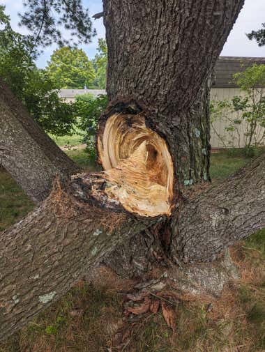 Tree trunk with 1-2 foot diameter splits away from the base trunk, right down to the core. There is sap EVERYWHERE.