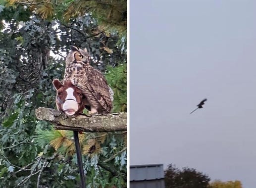 1. Owl with stick horse on a branch. 
2. Owl flying with stick horse looks like witch with broom.