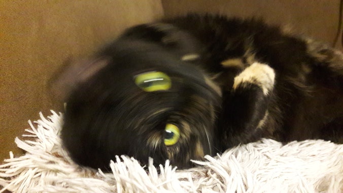 A mostly black cat with a beige paw and green eyes caught mid-roll, creating a blurry effect.