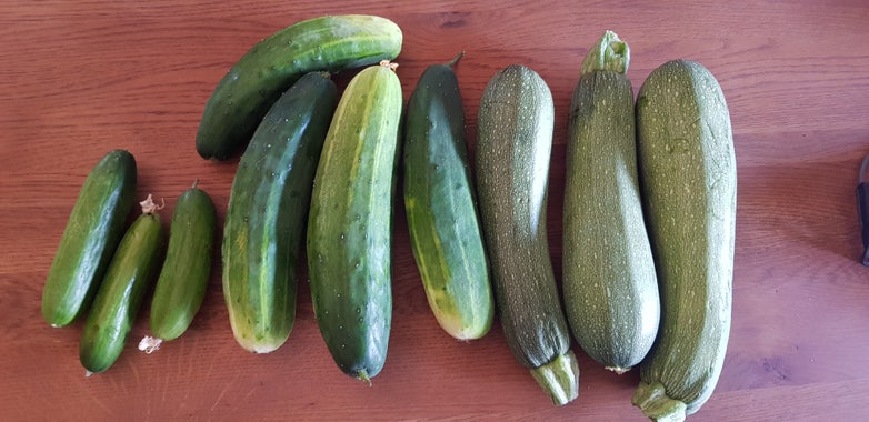 7 cucumbers of various sizes and 3 big zucchinis