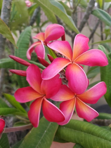 Red and pink bloom of a plumeria flower.