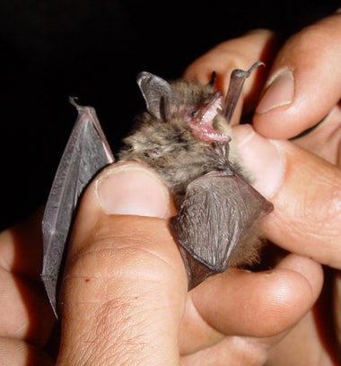 A picture of a small, whiskered bat in human hand.