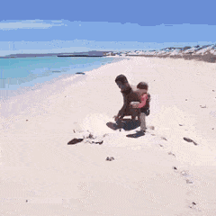 An animated GIF showing two people and a young child flipping over a beached, upside-down sea turtle.