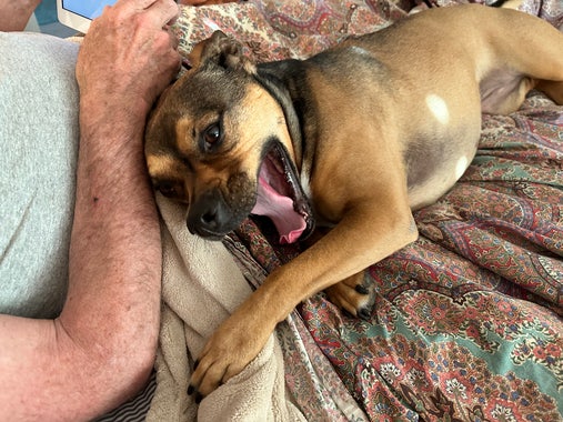 Brown and black pit-mix dog, on the bed up against one of her dads, grinning mid-yawn, her big pink tongue curling.