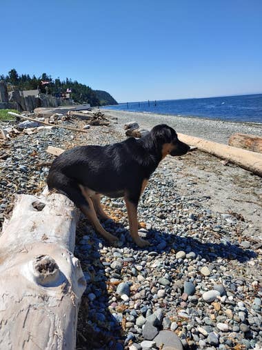 A dog sitting awkwardly on a piece of driftwood at the beach.