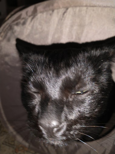 overly bright and blurred pic of a black cat.  his nose looks huge.