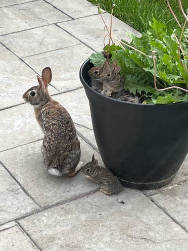 A mother bunny, with her little buns in a flower pot.