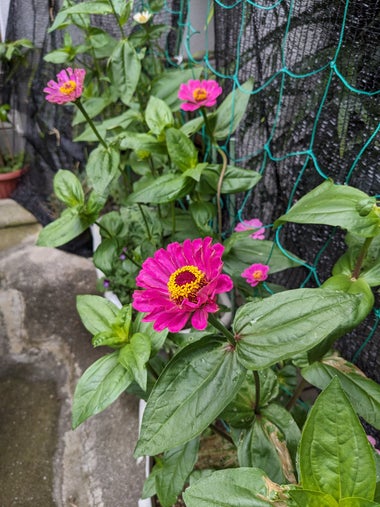 Zinnia, pink flower with streamlined green leaves