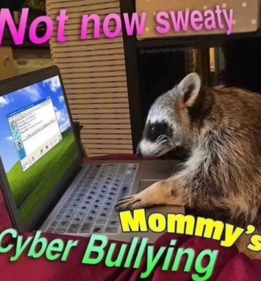 raccoon sitting at a computer with caption "Not now sweaty, Mommy's Cyber Bullying"
