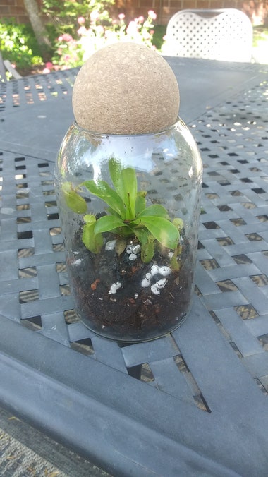 Small nepenthes pitcher plant in a cylindrical terrarium